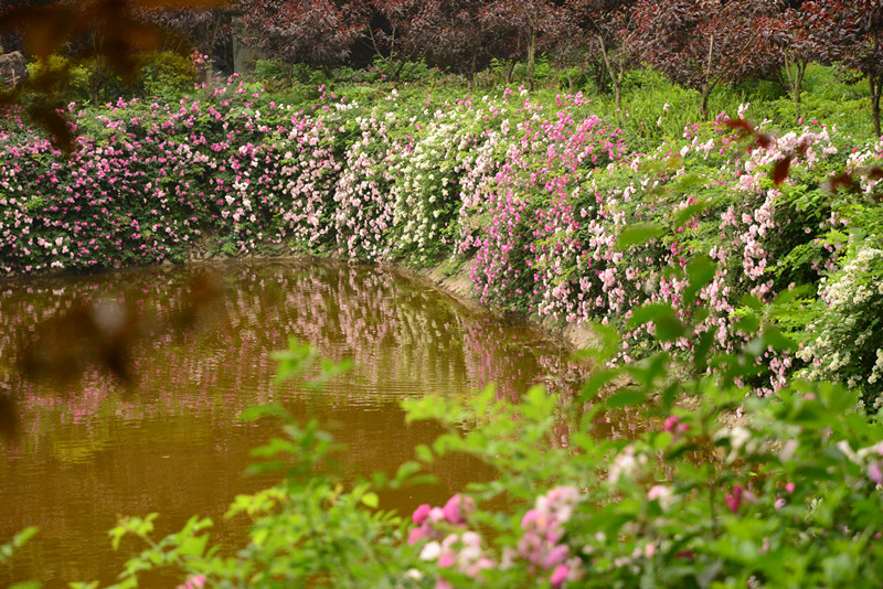 dsc_0097.jpg